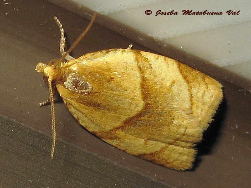 Clepsis rurinana - Tortricidae ? S